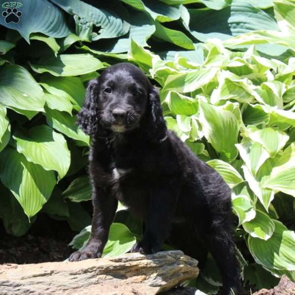Bella, Irish Doodle Puppy